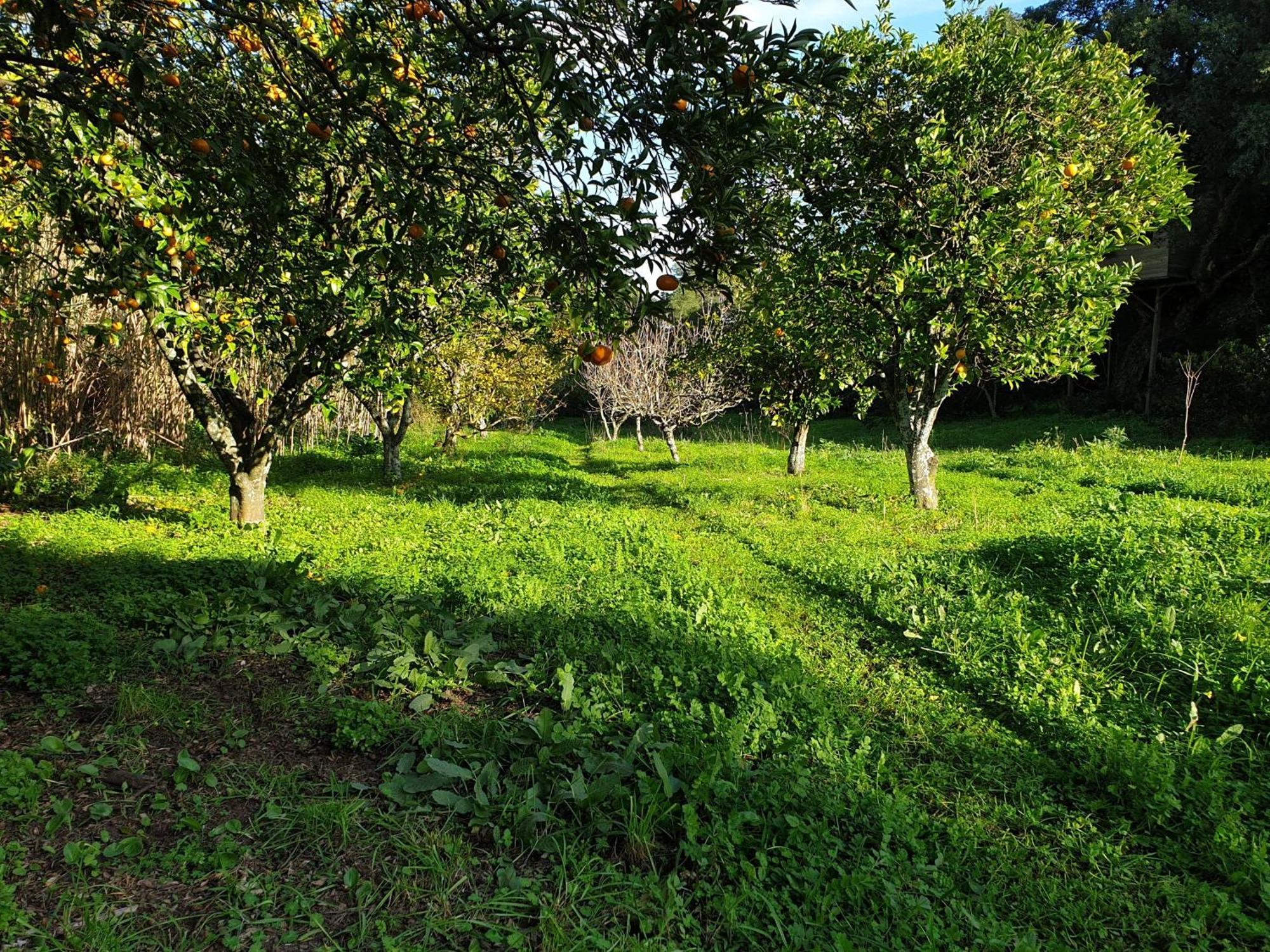 Вілла Quinta De Sao Pedro Sobreda Екстер'єр фото